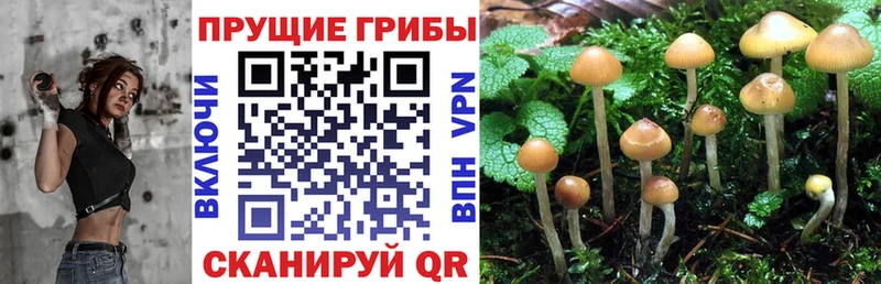 площадка формула  Славск  Псилоцибиновые грибы Psilocybe 